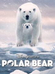 Polar-Bear-2022-greek-subs-online-gamato